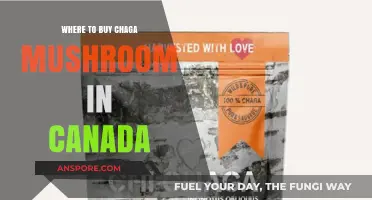 Discover Top Canadian Sources for Buying Chaga Mushroom Today