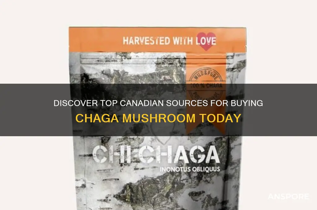 where to buy chaga mushroom in canada