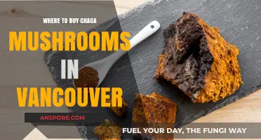 Discover Vancouver's Best Sources for Chaga Mushrooms: A Buyer's Guide