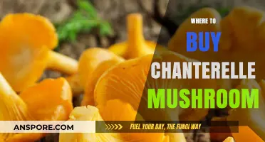 Discover the Best Places to Buy Fresh Chanterelle Mushrooms