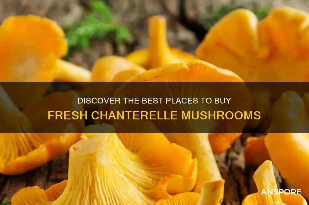 where to buy chanterelle mushroom