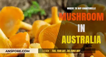 Discover Top Spots to Buy Chanterelle Mushrooms in Australia