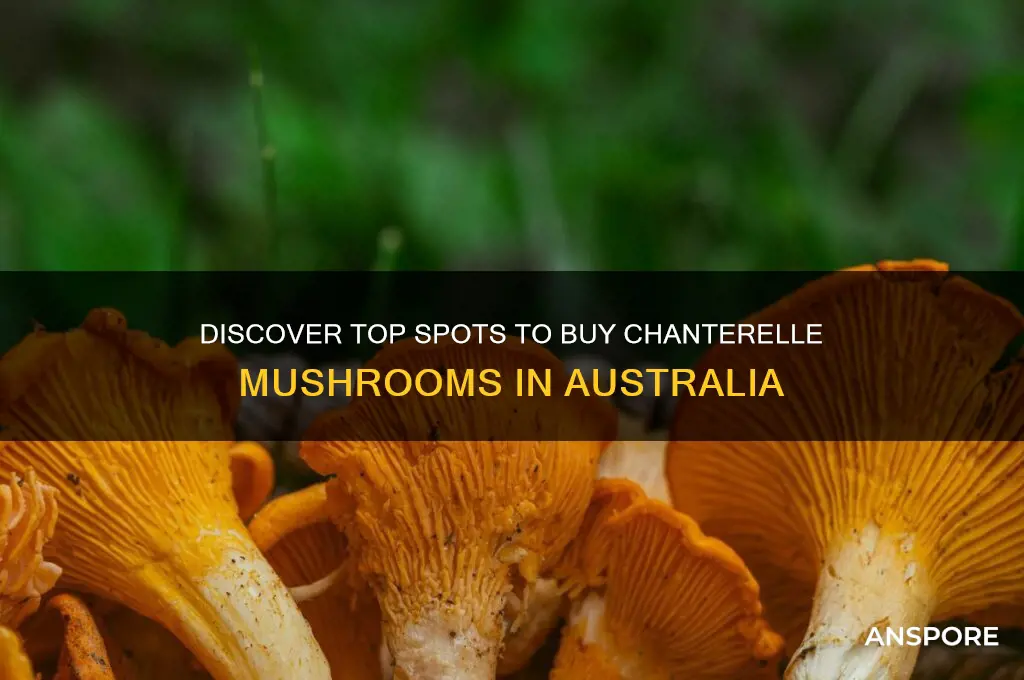 where to buy chanterelle mushrooms in australia