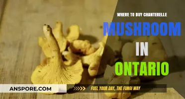 Discover Ontario's Best Spots to Buy Fresh Chanterelle Mushrooms