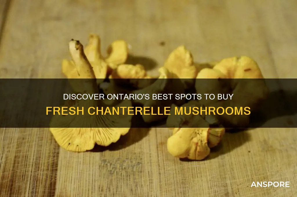 where to buy chanterelle mushrooms in ontario