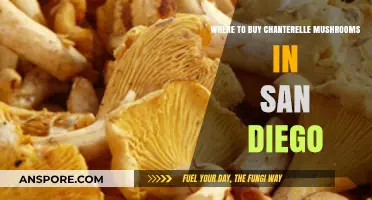Discover San Diego's Best Spots to Buy Fresh Chanterelle Mushrooms