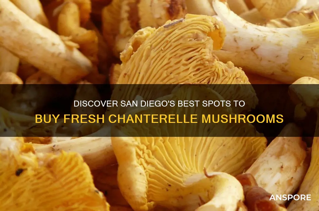 where to buy chanterelle mushrooms in san diego