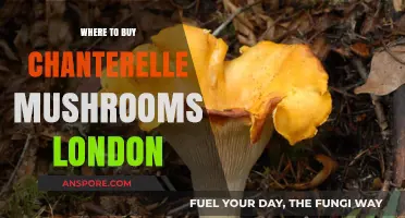 Discover London's Best Spots to Buy Fresh Chanterelle Mushrooms