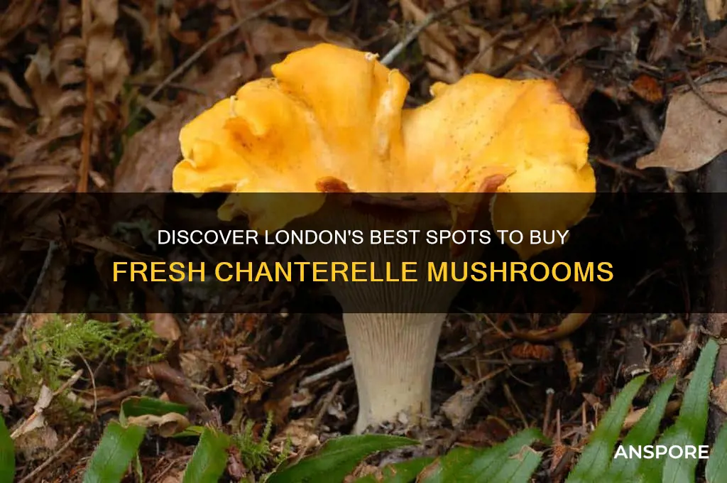 where to buy chanterelle mushrooms london