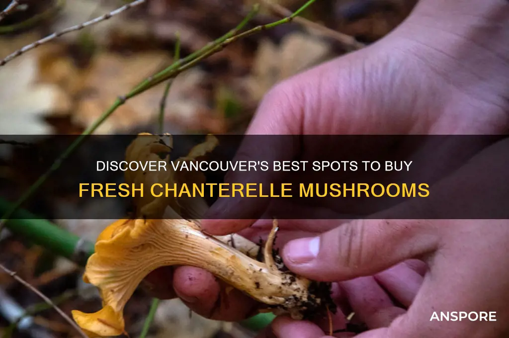 where to buy chanterelle mushrooms vancouver