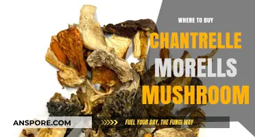 Best Places to Buy Fresh Chanterelle Morel Mushrooms Locally & Online
