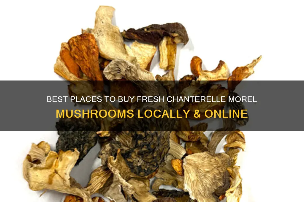 where to buy chantrelle morells mushrooms