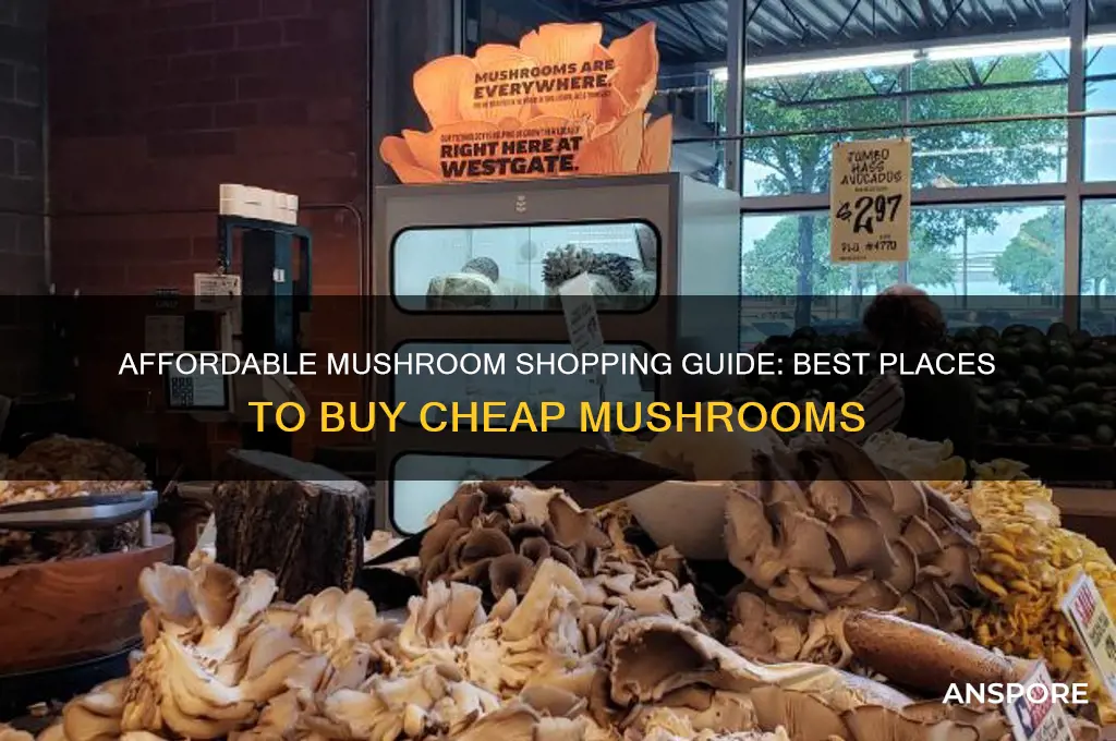 where to buy cheap mushrooms