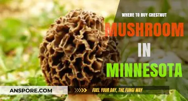 Discover Minnesota's Best Spots to Buy Fresh Chestnut Mushrooms