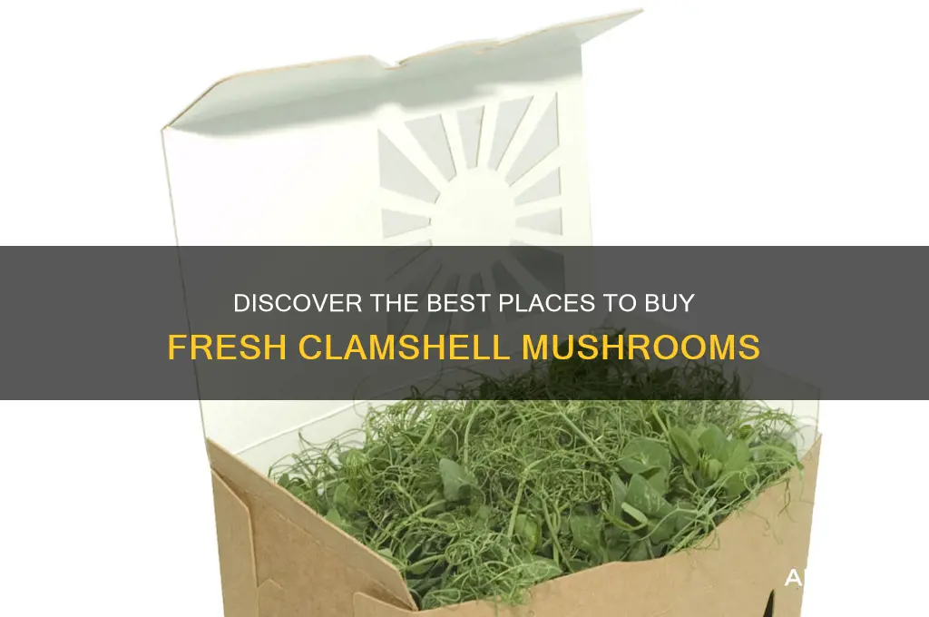 where to buy clamshell mushrooms
