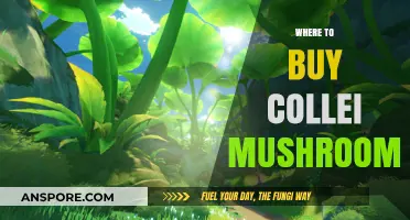 Discover the Best Places to Buy Fresh Collei Mushrooms