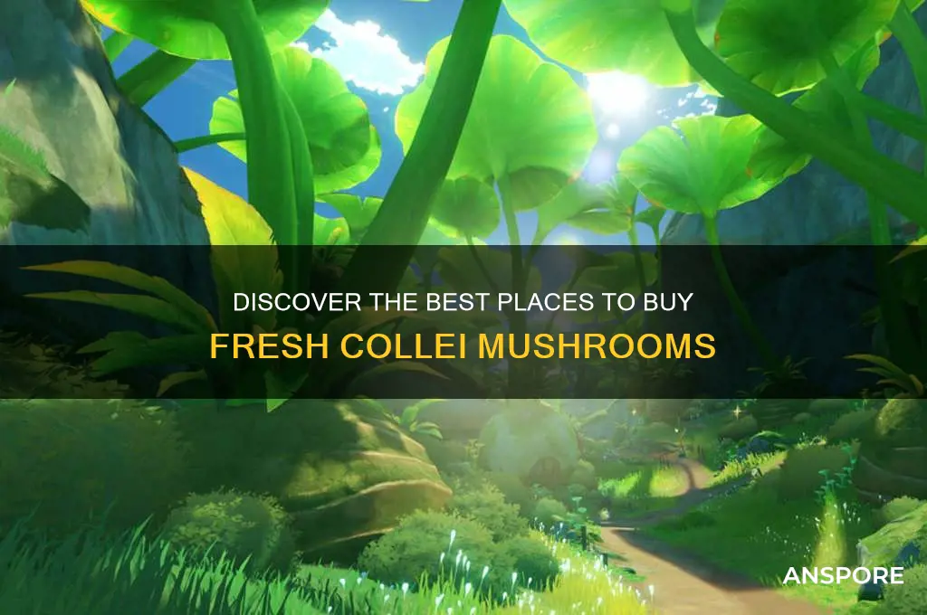 where to buy collei mushrooms