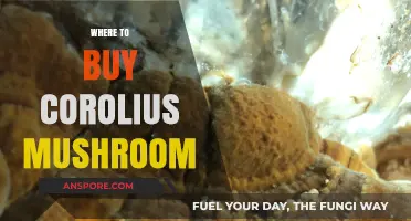 Discover the Best Places to Buy Corolius Mushroom Online and Locally