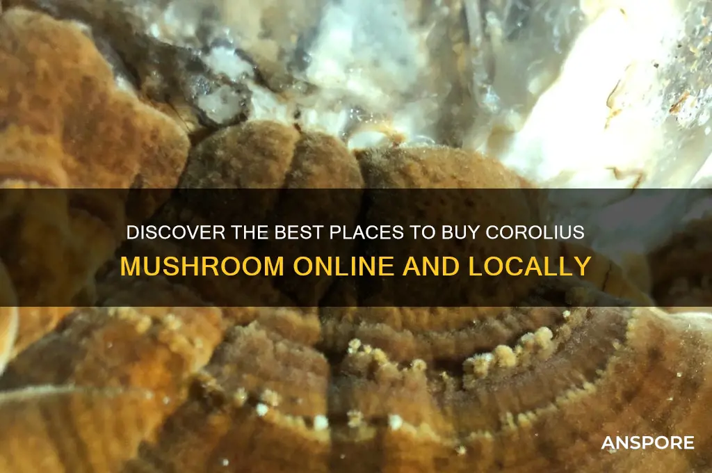 where to buy corolius mushroom