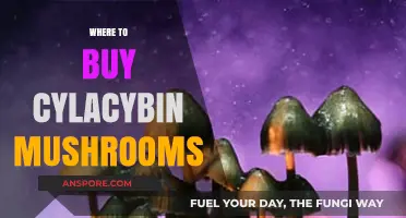 Where to Safely Purchase Psilocybin Mushrooms: A Comprehensive Guide