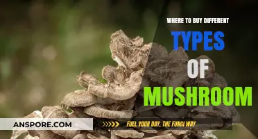 Discover the Best Places to Buy Varied Mushroom Types
