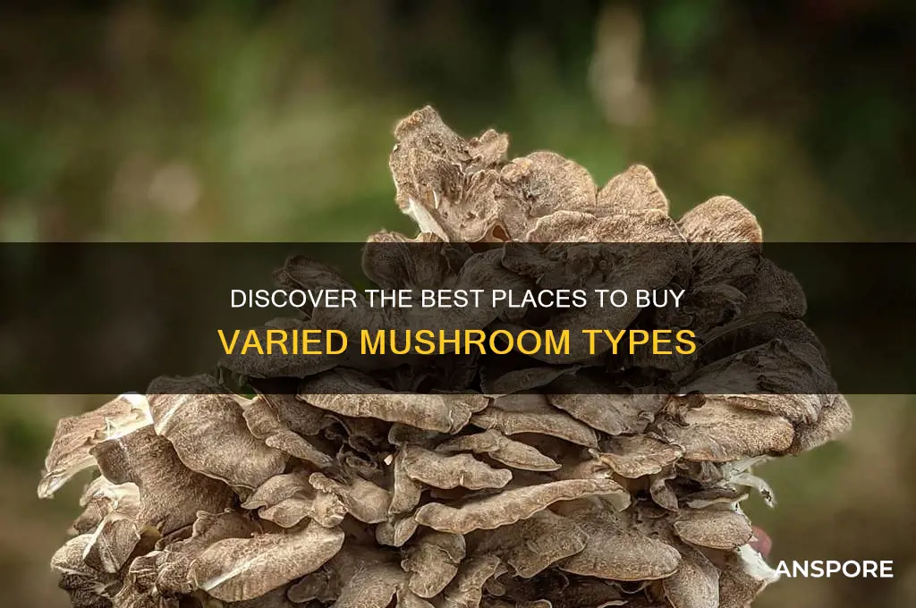 where to buy different types of mushrooms