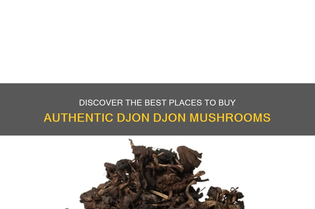 where to buy djon djon mushrooms