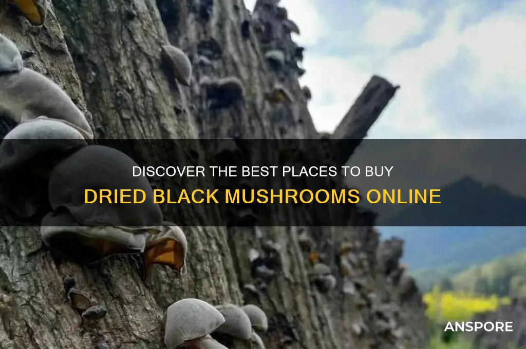 where to buy dried black mushrooms