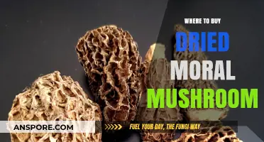 Discover Top Sources to Buy Dried Morel Mushrooms Online & Locally