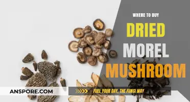 Discover the Best Places to Buy Dried Morel Mushrooms Online