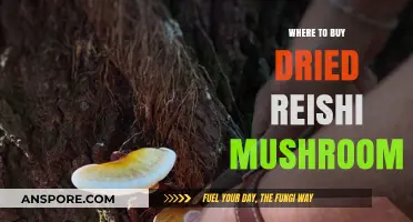 Best Places to Purchase High-Quality Dried Reishi Mushrooms Online