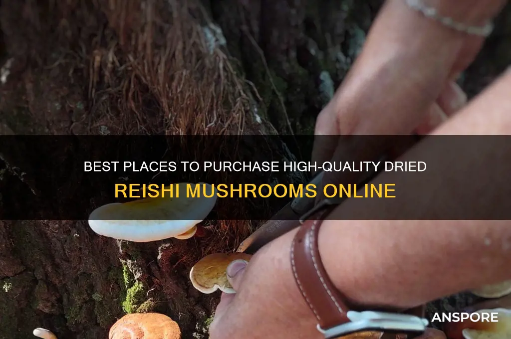 where to buy dried reishi mushroom