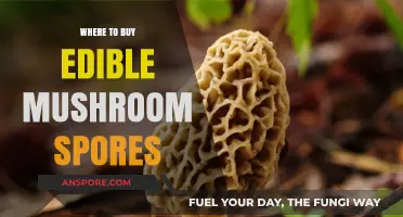 Best Places to Purchase Edible Mushroom Spores Online and Locally