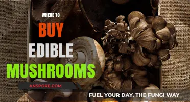 Discover the Best Places to Buy Fresh Edible Mushrooms Locally and Online