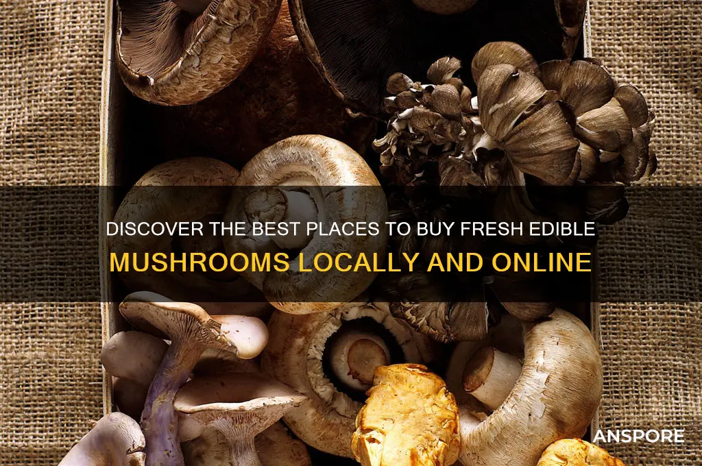 where to buy edible mushrooms