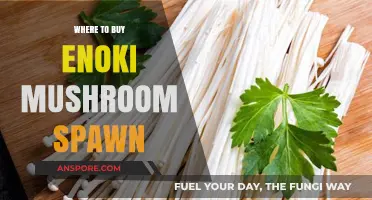 Best Places to Purchase Enoki Mushroom Spawn for Home Cultivation