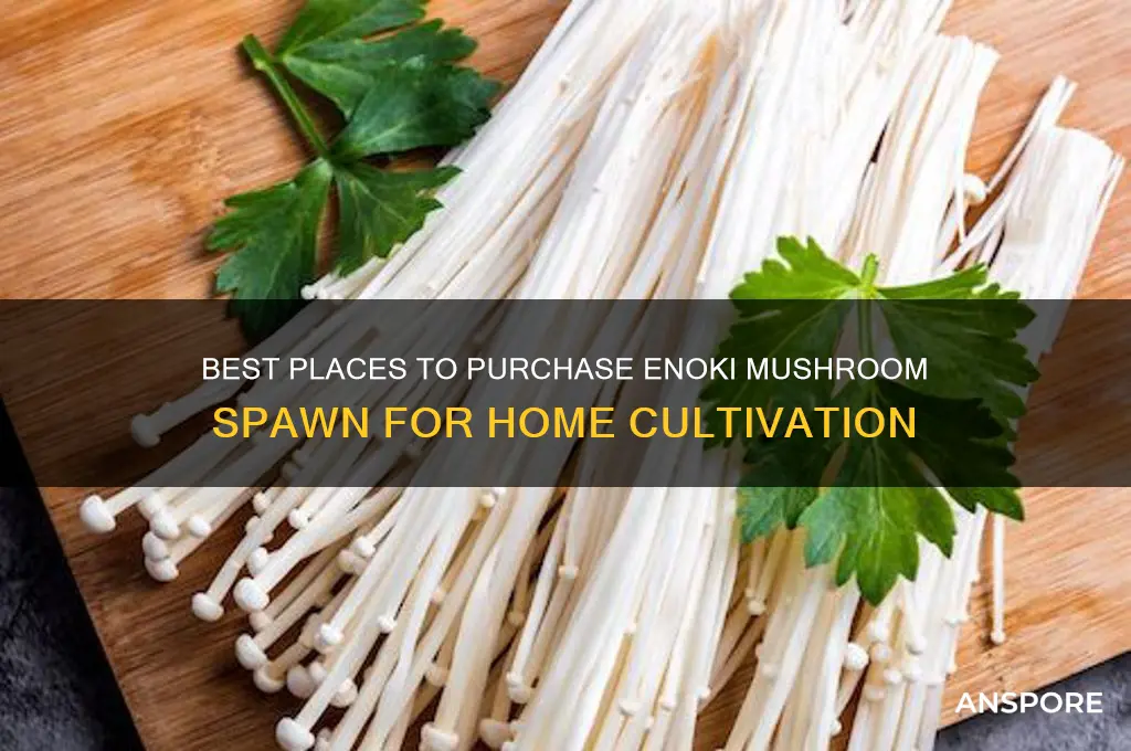 where to buy enoki mushroom spawn