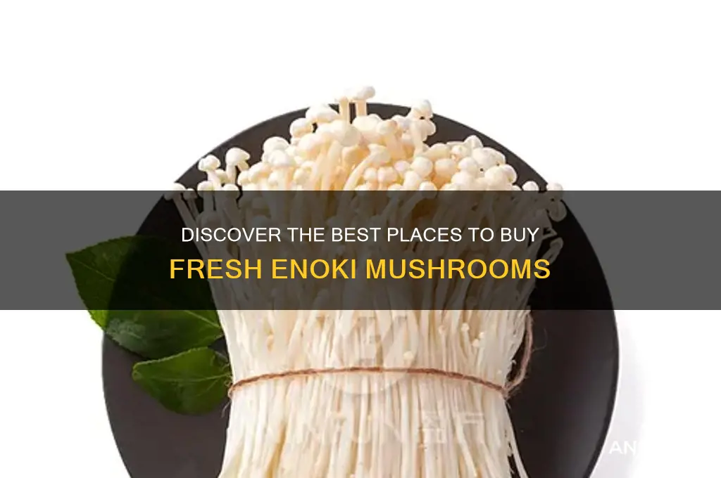 where to buy enoki mushroom
