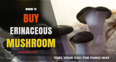 Discover Top Sources to Buy Erinaceous Mushrooms Online & Locally