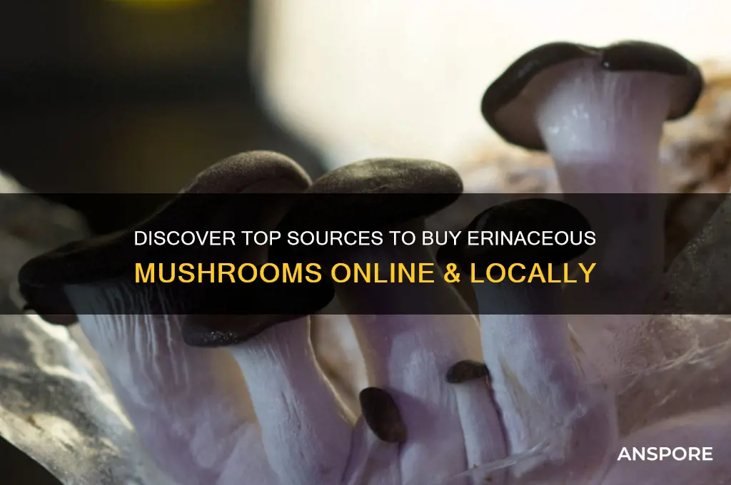 where to buy erinaceous mushroom