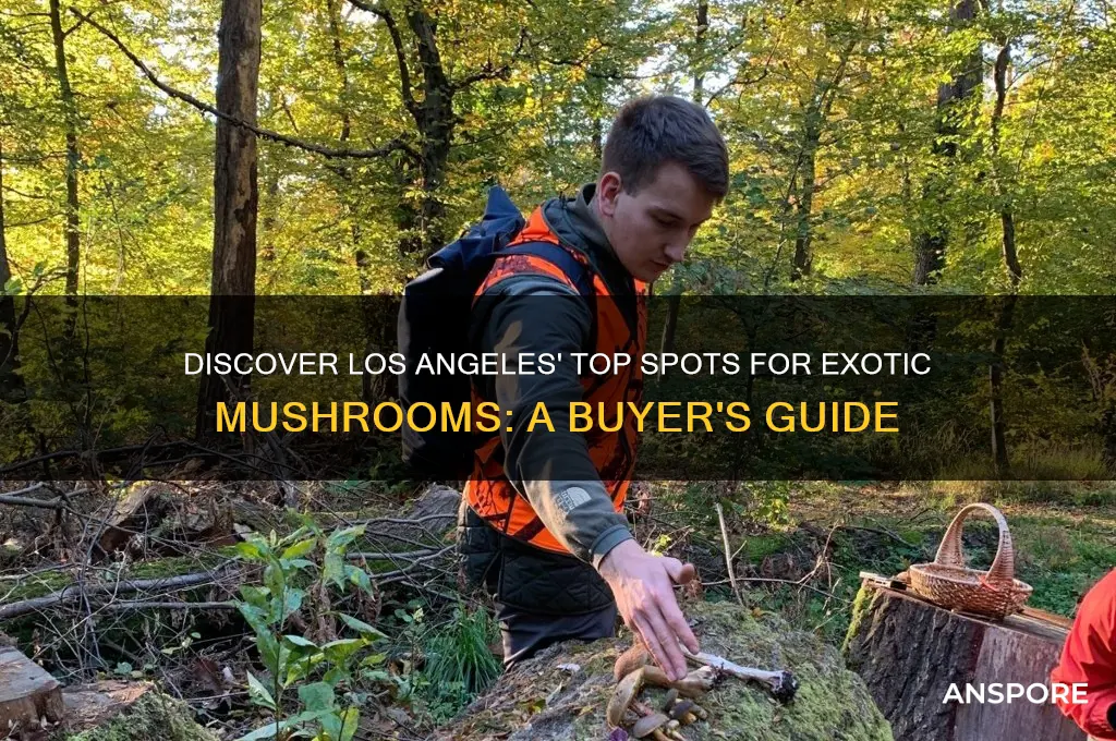 where to buy exotic mushrooms los angeles