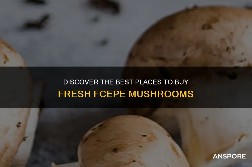 where to buy fcepe mushrooms