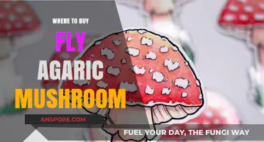 Where to Safely Purchase Fly Agaric Mushrooms: A Comprehensive Guide