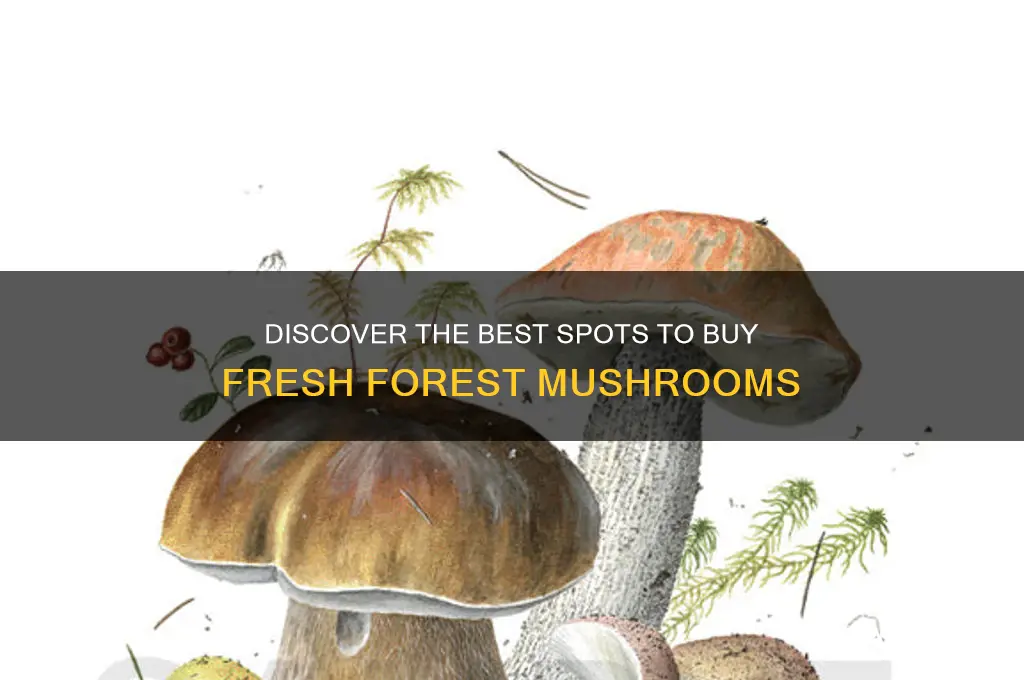 where to buy forest mushrooms