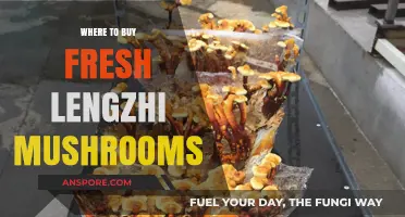 Discover the Best Places to Buy Fresh Lengzhi Mushrooms