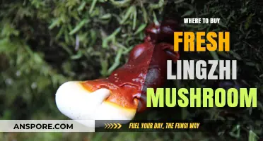 Discover the Best Sources to Buy Fresh Lingzhi Mushrooms Today