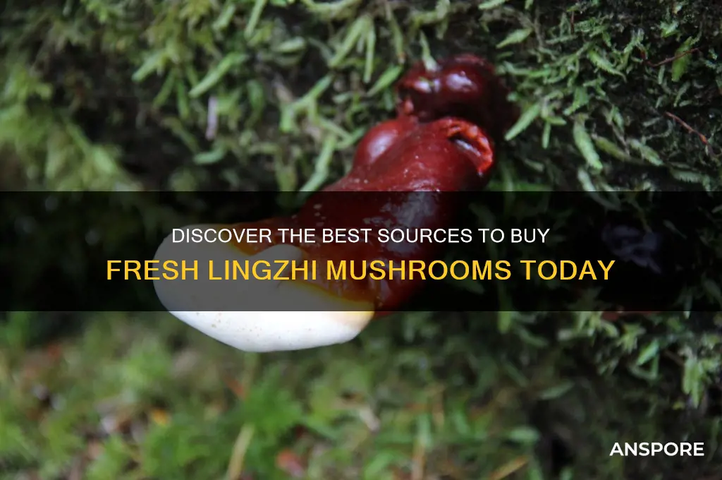 where to buy fresh lingzhi mushrooms