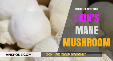 Discover Top Sources for Fresh Lion's Mane Mushrooms Online & Locally