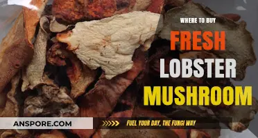 Discover the Best Places to Buy Fresh Lobster Mushrooms Today