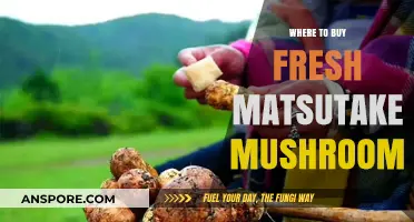 Discover the Best Sources to Buy Fresh Matsutake Mushrooms